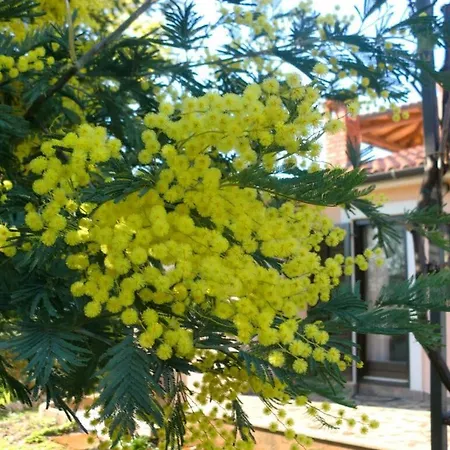 Grazia * Porec